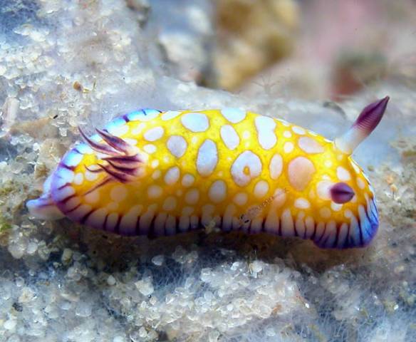 Chromodoris roboi